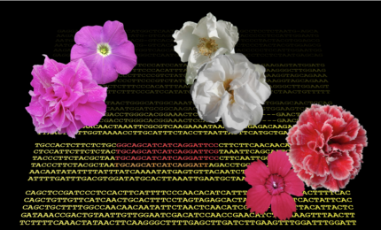 Il gene della "petalosità" di rose, garofani e petunie