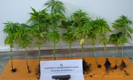 Aveva venti piante di marijuana sul balcone e una pistola dietro al bidet. Arrestato galatinese abitante a Cutrofiano