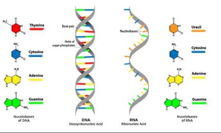 Risalire alle cause delle malattie attraverso la lettura del DNA