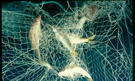 Pescava con rete vietata, multato a Santa Maria al Bagno pescatore di frodo