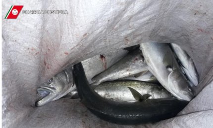 Tre persone sorprese a pescare pesce serra nel porto di Otranto: 6000 euro di multe e sequestro delle attrezzature