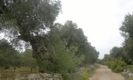 "I proprietari di piccoli appezzamenti possono svolgere attività agricole"