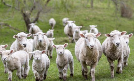 L'agnello pasquale "salva" 4000 pastori
