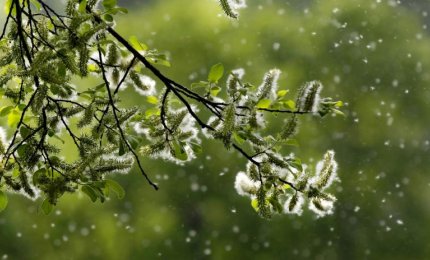 Per evitare il diffondersi dei pollini occorre fare la manutenzione del verde nelle città
