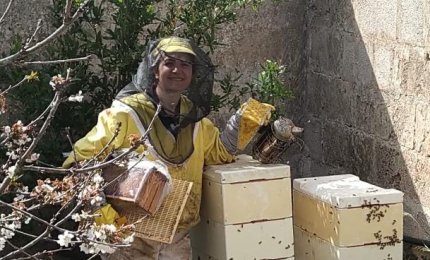 Api sotto stress in Puglia, crolla dell'80% la produzione di miele