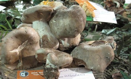 Consentito muoversi in tutta la Puglia per raccogliere i prodotti spontanei della terra
