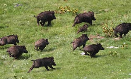 La fauna selvatica 'attacca' le campagne pugliesi