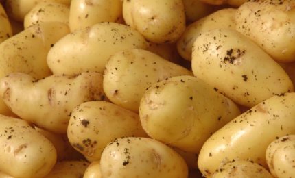 La patata di Galatina fra i DOP di Puglia