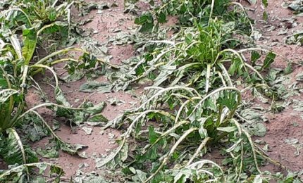Piogge violente e grandine danneggiano gravemente le verdure anche nei campi intorno a Galatina