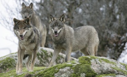 Il lupo fa stragi di pecore, capre e mucche nel foggiano e nel tarantino