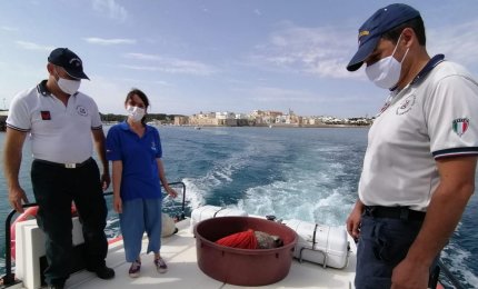 Ludovica e Mattia, due splendide tartarughe marine, hanno ripreso il mare. "Speriamo di non rivederle mai più"