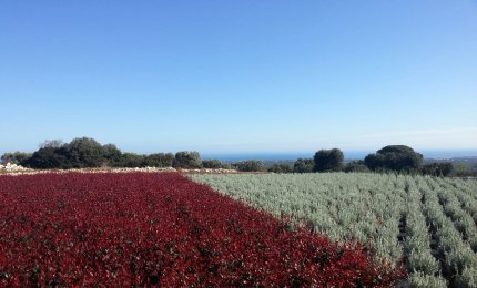 “Ripartiamo con un fiore”