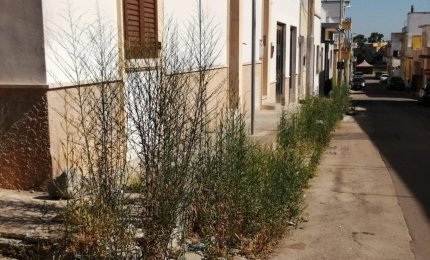 Abbattere la foresta di via Toti