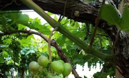 La grandine distrugge olive, pomodori e uva