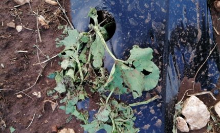 Tornano grandine e trombe d'aria, agricoltura pugliese in ginocchio