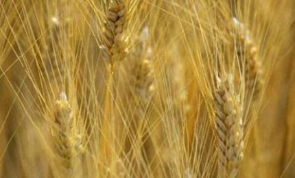"Cogliete prima la zizzania e legatela in fastelli per bruciarla"