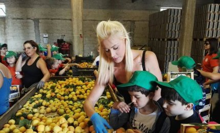L'agricoltura prima industria di Puglia