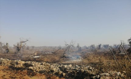 Devastati dalle fiamme 10 ettari di oliveto in agro di Galatina