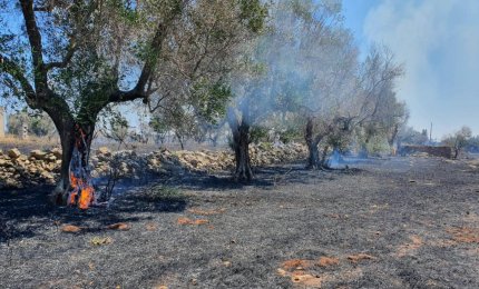 Fiamme sulla Galatina-Lecce. Quando verranno individuati i piromani?