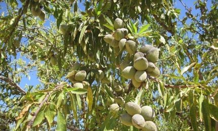 Furti di mandorle, in Puglia cresce l'allarme