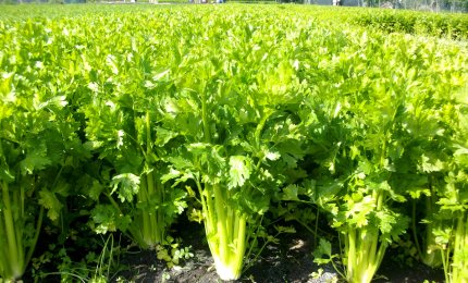 Crolla in Puglia il mercato del sedano