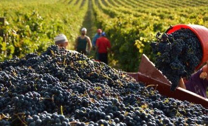 Il vino italiano del 2020 sarà di ottima qualità e verrà promosso in tutto il mondo