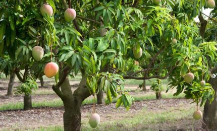 Clima esotico, in Salento 8000 piante di mango