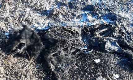 Al fuoco insieme alla spazzatura, ritrovata carcassa di cane arso
