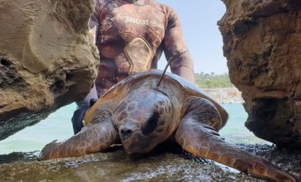 Trovata tartaruga marina infilzata da un ferro, verrà operata