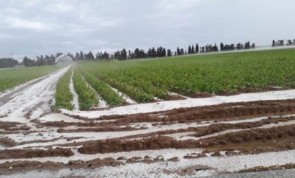 Clima tropicale in Puglia, agricoltura in ginocchio