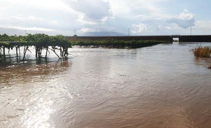 Il clima tropicalizzato danneggia gravemente l'agricoltura pugliese
