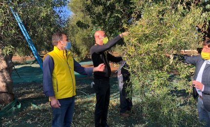 In Puglia olive eccellenti ma produzione ridotta alla metà