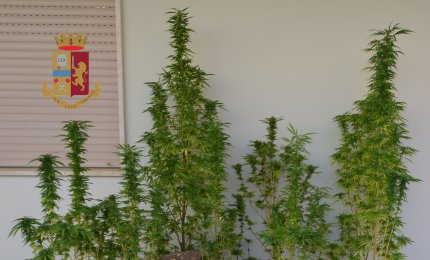 Coltivava marijuana sul terrazzo di casa, ai domiciliari ventiquattrenne di Galatina