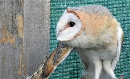 Torna libero un piccolo di barbagianni curato a Torre Guaceto