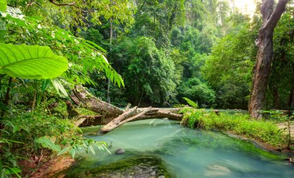 L’Efficienza di produzione forestale aumenta con la temperatura