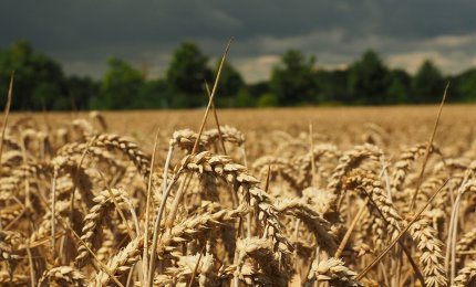 Cresce il prezzo del grano e aumentano le importazioni dal Canada