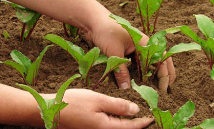 Consentito spostarsi fra comuni agli agricoltori per hobby