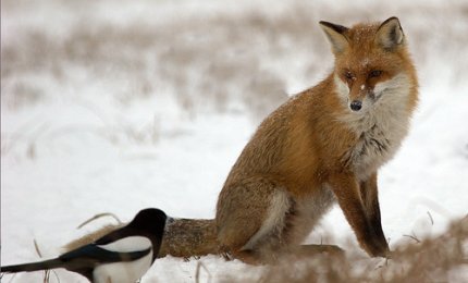 Le volpi hanno le loro tane e gli uccelli del cielo i loro nidi