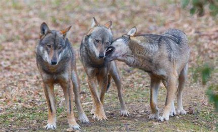 Lupi e cani inselvatichiti fanno mattanza di capre e pecore anche nelle campagne di Lecce e Brindisi