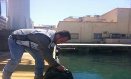 4000 euro di multa per aver raccolto 1500 ricci di mare