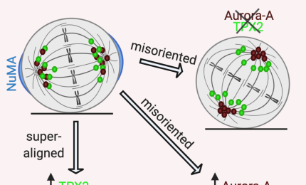 L'orientamento della divisione cellulare una nuova frontiera nello studio dei tumori