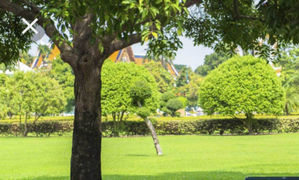 In uno studio Cnr l'importanza del verde urbano per gli abitanti delle città