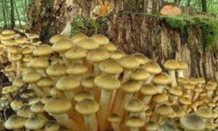 Mangiare i funghi spontanei solo dopo averli fatti controllare dalla Asl