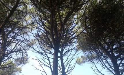 Nuove piante per mitigare i cambiamenti climatici