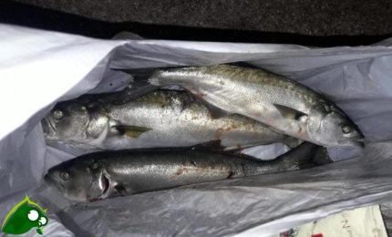 Controlli e sequestri di prodotti ittici da parte della Guardia Costiera sullo Ionio e sull'Adriatico