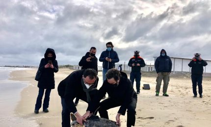 Liberata a Torre Chianca una caretta caretta con trasmettitore satellitare