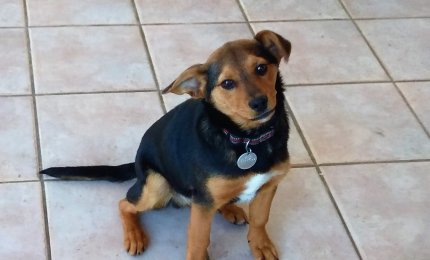 Regalo cucciolo vaccinato e microchippato