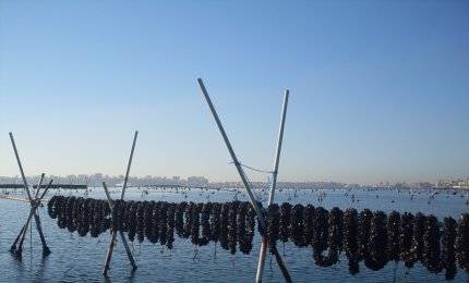 Molluschicoltura e acquacoltura: sottoscritta una convenzione tra l’Arpa Puglia e l’Istituto Zooprofilattico Sperimentale di Puglia e Basilicata