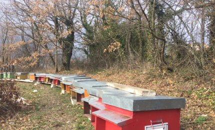 In Puglia 19000 alveari e 400 apicoltori