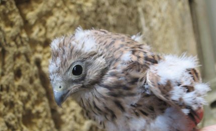 Salvati due piccoli falchi caduti dal nido costruito sulla chiesa di San Matteo